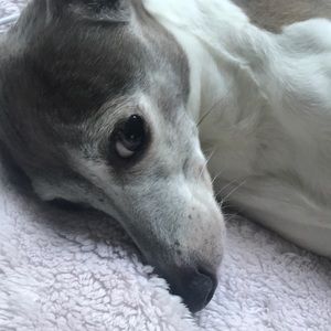 Meet your Posher, Nico